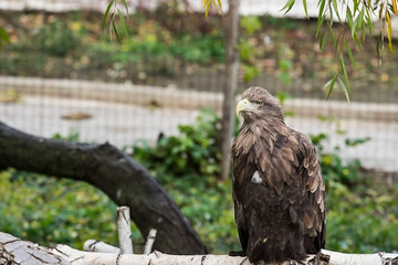 Gray eagle