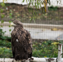 Gray eagle