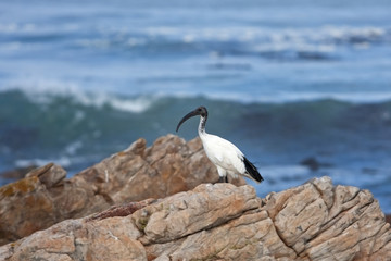 African sacred ibis , threskiornis aethiopicus, South Africa