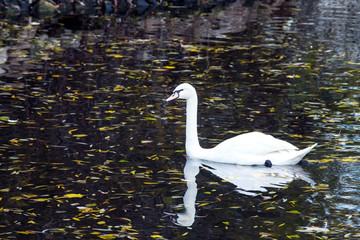 white swan on an autumn lake