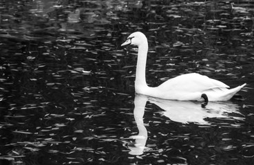 white swan on an autumn lake
