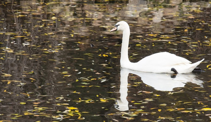 white swan on an autumn lake