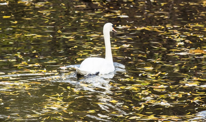 white swan on an autumn lake