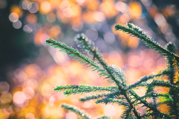 Branches of pine tree against blurred, shiny, golden background