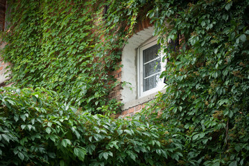 Okno w zieleni