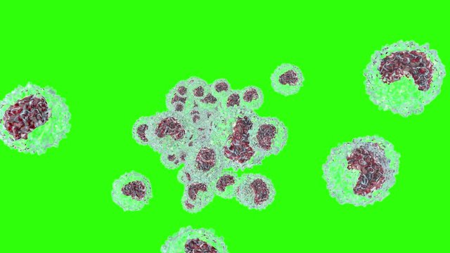 Flowing Erythrocyte aka Hemoglobin cells on a greenscreen background. 		
