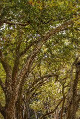 Fototapeta premium Caldas Da Rainha, Portugal