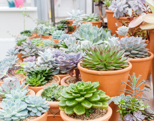various types of succulent in flower pots in the greenhouse