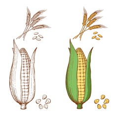 Hand drawn ears of wheat and corn isolated on white background. Organic corn food agriculture, natural and eco plant crop. Vector illustration for your web design.
