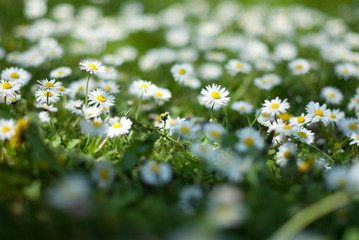 Stokrotki pospolite © jerzy.ruc