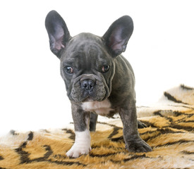 puppy french bulldog