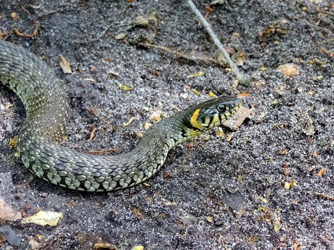 серая змея ползёт по земле в лесу