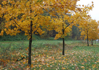 Naklejka premium Young maple trees standing in the alley, autumn landscape