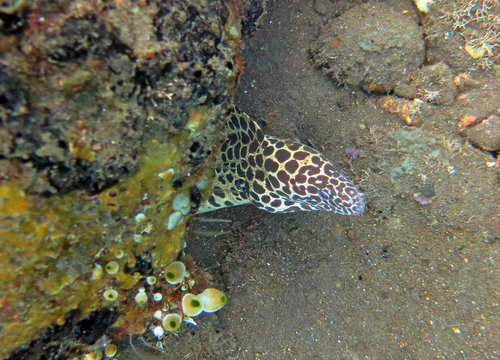  Giant spotted moray hiding  amongst coral reef on the ocean flo