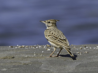  Crested Lark Standing on the Beach
