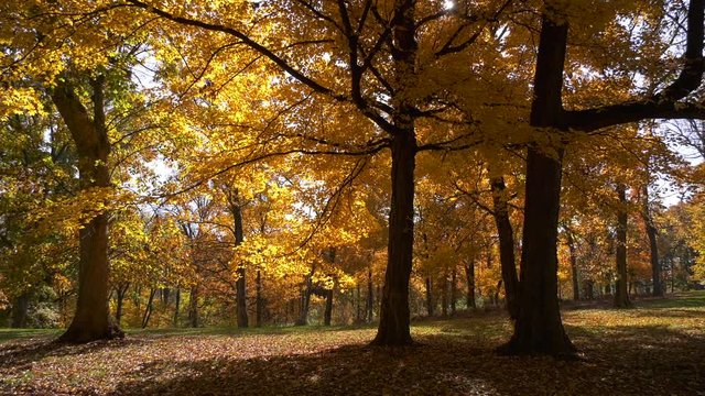 Fall trees of gold and yellow colors with sun light shinning through 