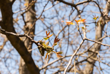 Gałęzie drzew - Wiosna © jerzy.ruc