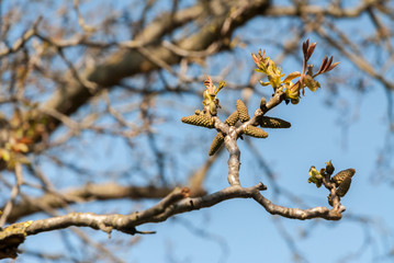 Gałęzie drzew - Wiosna © jerzy.ruc