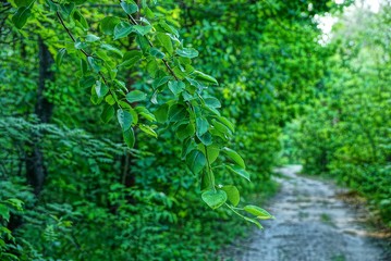 зелёные листья на ветке у песчаной дороги в лесу