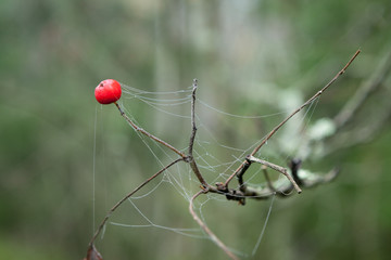 Rowan berry and wet cobweb in forest