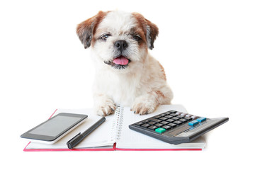 Dog work with notebook and office supplies on table white isolated background.