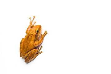 frog isolated on white background