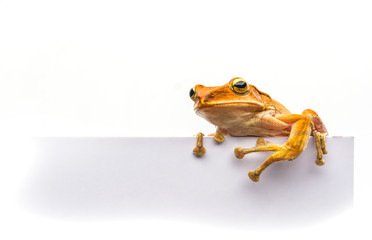 frog isolated on white background