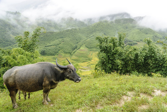 water buffalo in the Sapa valey in Vietnam.
