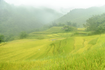 scenery with rice fields in terraces under the rain and the fog in the Sapa vale in Vietnam.