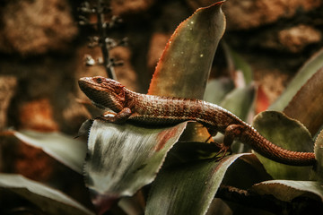 lizard mexican reptile Chiapas Mexico iguana del sumidero
