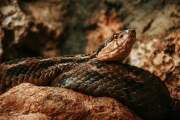 Obraz premium snake mexican animal in Chiapas Mexico