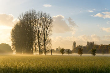 Morning scenery and silhouette of the farm, nature ,fog and yellow sunshine flare in suburban Düsseldorf, Meerbusch Germany