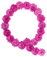 Letter Q, alphabet from flowers of chrysanthemum, isolated on white background