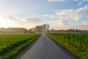Morning scenery of the street, farm , nature and fog in suburban Düsseldorf, Meerbusch Germany