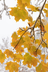 First snow and autumn leaves in city park