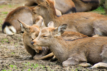 奈良の鹿