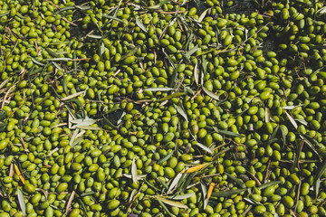 Raccolta delle olive negli uliveti dell'Etna