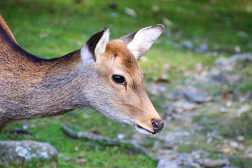 奈良の鹿