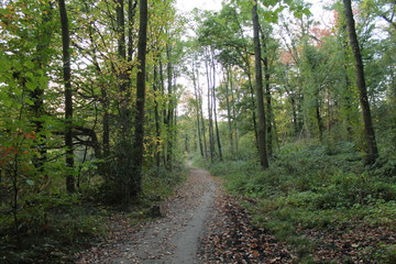 Wald