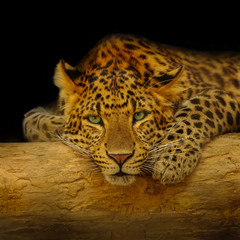 African leopard resting at a tree in darkness