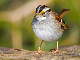 White-throated Sparrow
