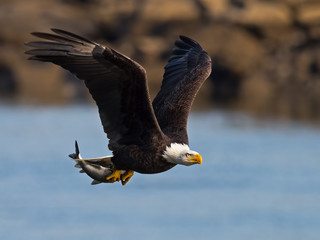 Bald Eagle in Flight with Fish