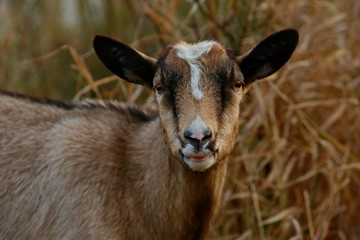 Closeup image of brown goat with black ears and white hair in the middle of forehead
