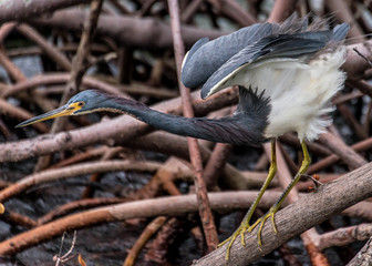 Bird Heron tricolored in mangroves habitat