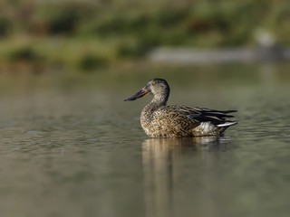Female Northern Shoveler Swimming in Early Morning Light