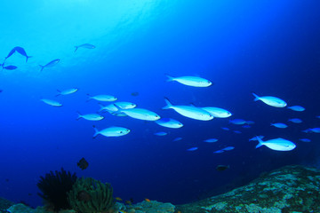 Obraz na płótnie Canvas Coral reef and fish
