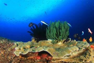 Coral reef and fish