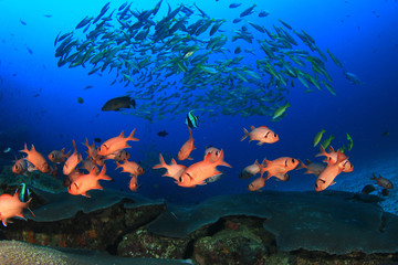 Obraz na płótnie Canvas School of fish on coral reef underwater