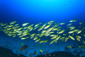 Naklejka na ściany i meble School of fish on coral reef underwater