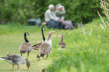Gänsefamilien auf dem Weg